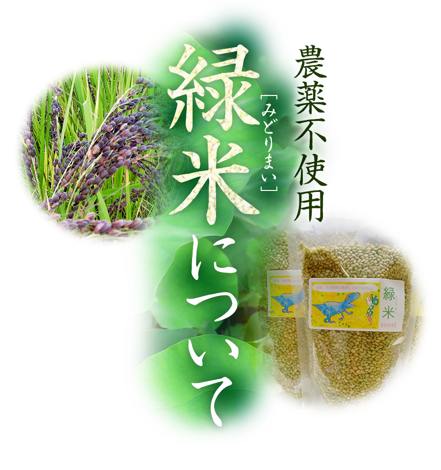 緑米（みどりまい）について/富山県富山市　中島農産